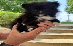 Pomeranian dogs for sale: Fluffy - Image 1