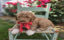 Bernedoodle dogs for sale: Gordan - Image 5