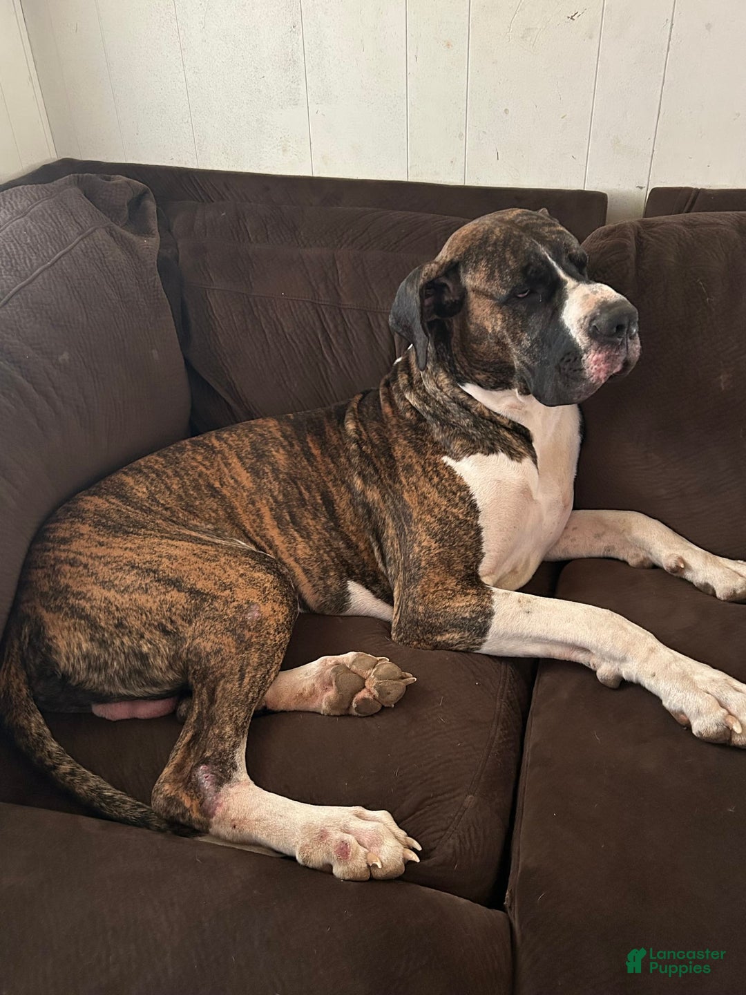 Great Dane dogs for sale: Puppy - Image 4