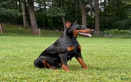 Doberman Pinscher dogs for sale: Male Puppy - Image 5