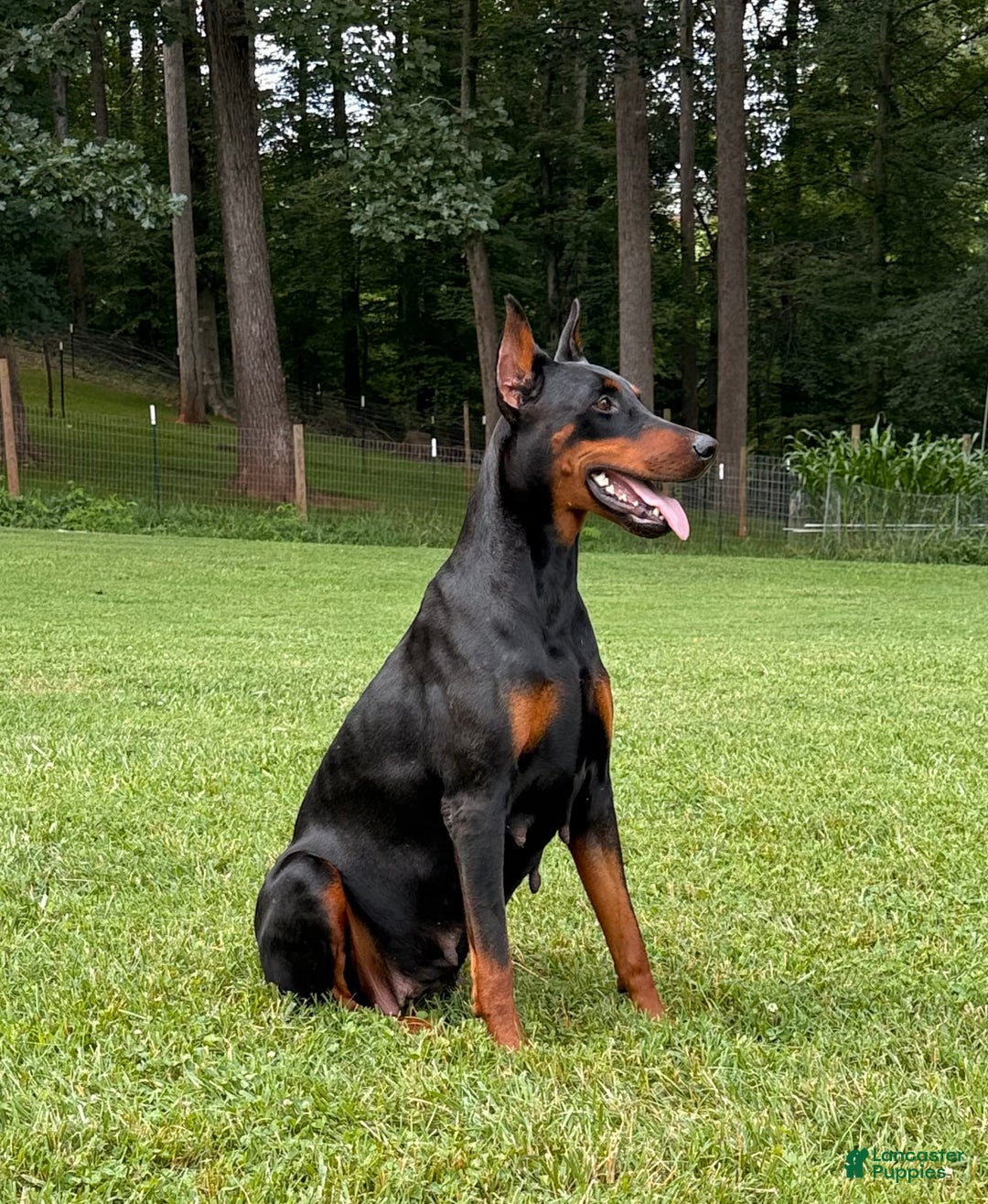 Doberman Pinscher dogs for sale: Male Puppy - Image 5