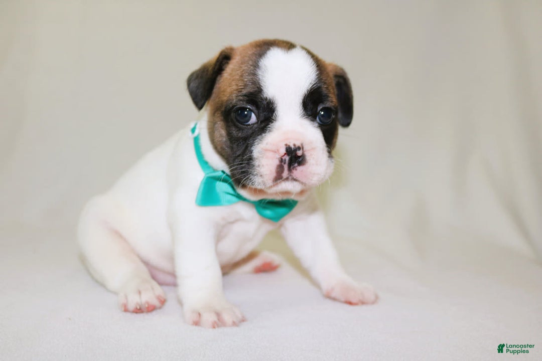 French Bulldog dogs for sale: Odin Akc - Image 11