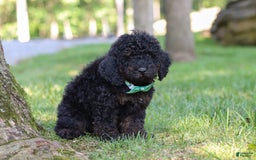 Cockapoo dogs for sale: Midnight - Image 11