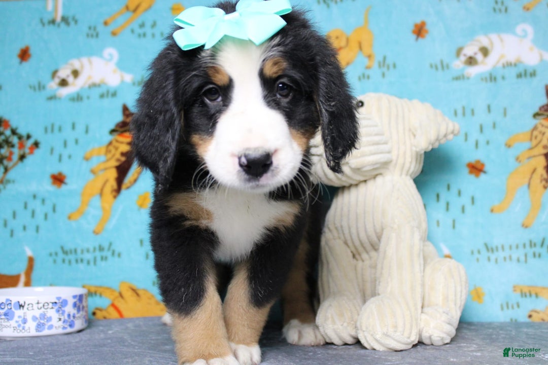 Bernese Mountain Dog dogs for sale: Pebbles - Image 43