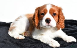 Cavapoo dogs for sale: Jasper - Image 3