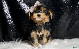 Morkie dogs for sale: Tucket - Image 6