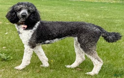 Standard Poodle dogs for sale: Flash Cafe Au Lait - Image 8