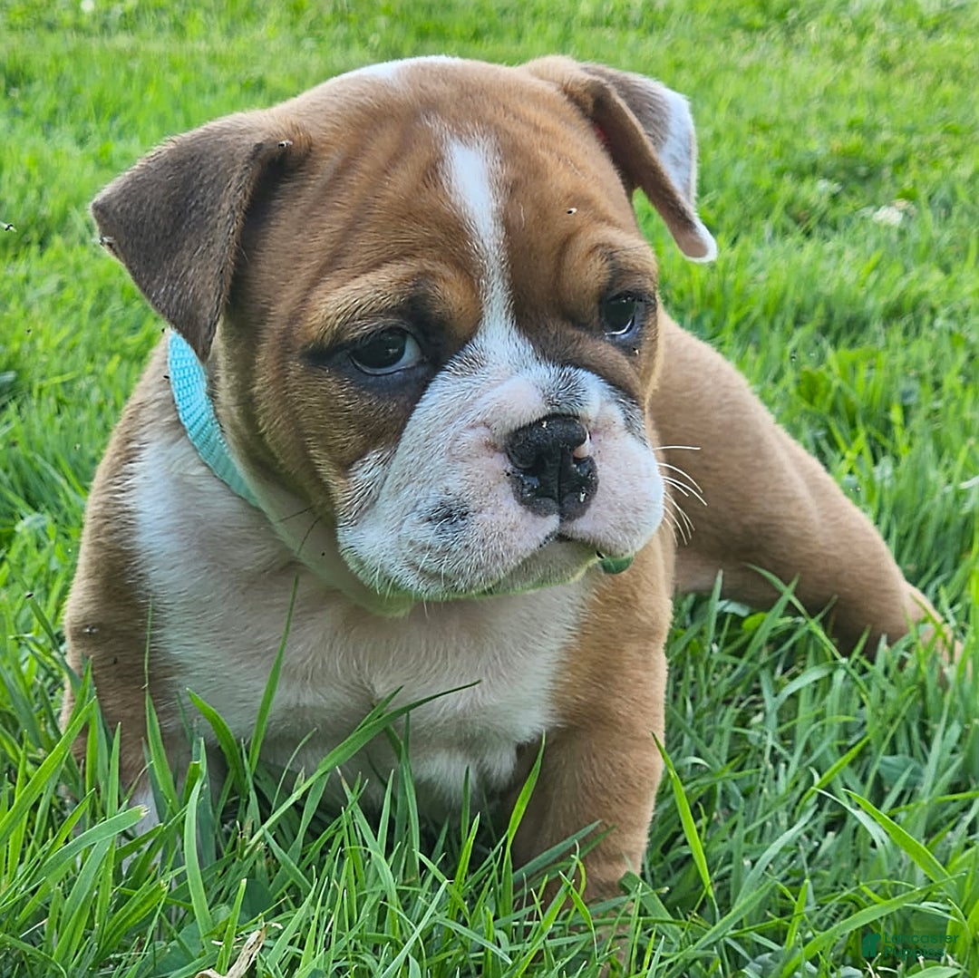 English Bulldog dogs for sale: Esther - Image 1