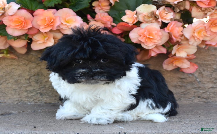 Havanese dogs for sale - Ad 4