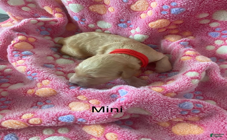Goldendoodle dogs for sale - Ad 3