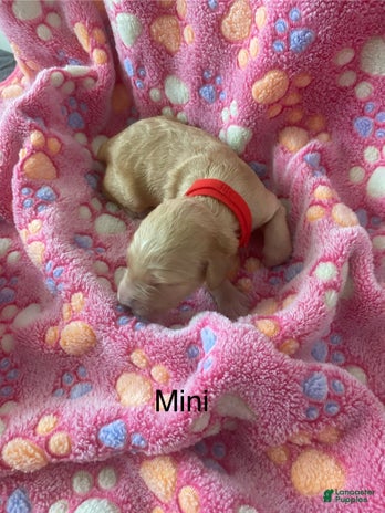 Goldendoodle dogs for sale - Ad 3