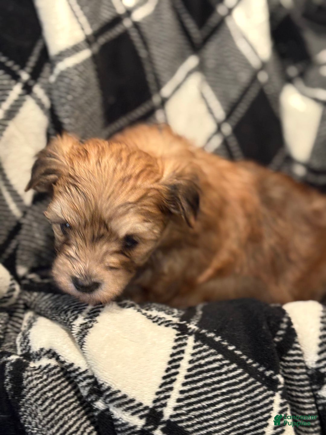 Morkie dogs for sale: Forest Run - Image 1