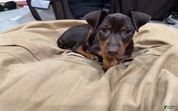 Miniature Pinscher dogs for sale: Rufus - Image 3