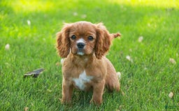 Cavalier King Charles Spaniel dogs for sale: Clifford - Image 32