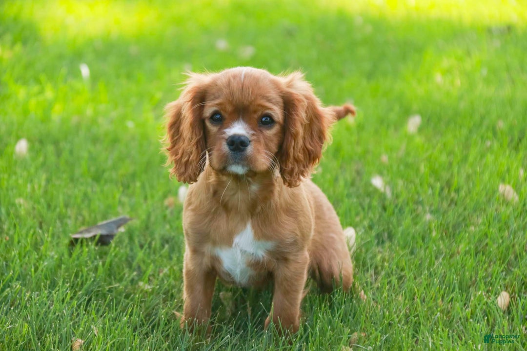 Cavalier King Charles Spaniel dogs for sale: Clifford - Image 32