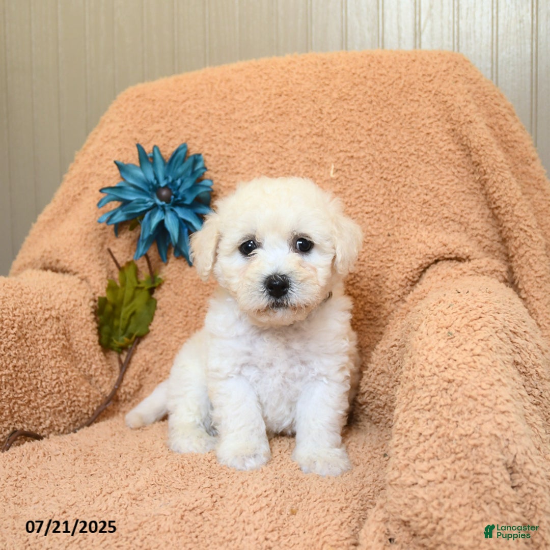 Bichon Frise dogs for sale: Kooper - Image 2