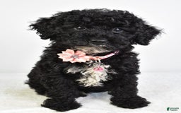 Miniature Poodle dogs for sale: Leah - Image 7