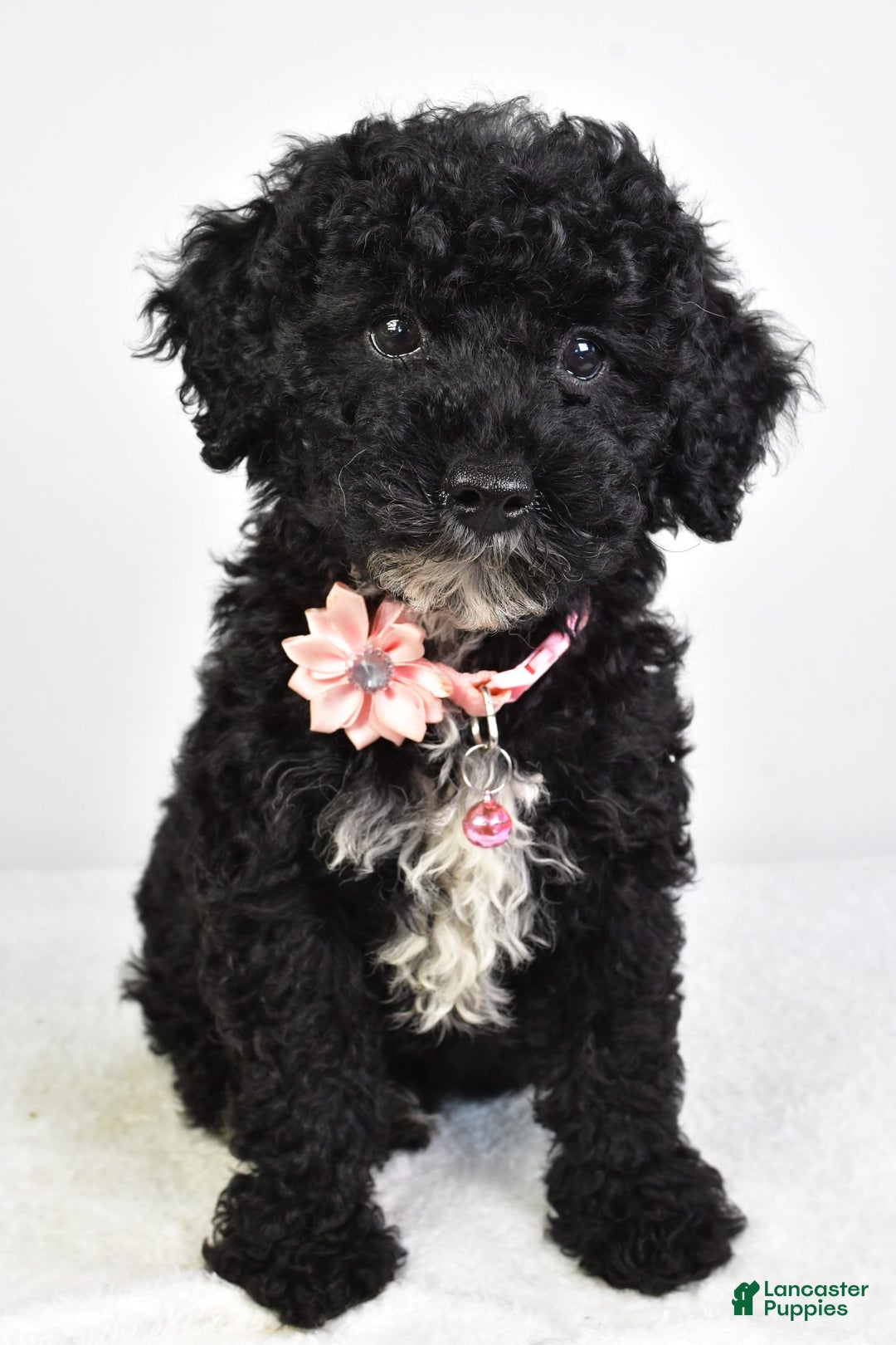 Miniature Poodle dogs for sale: Leah - Image 7