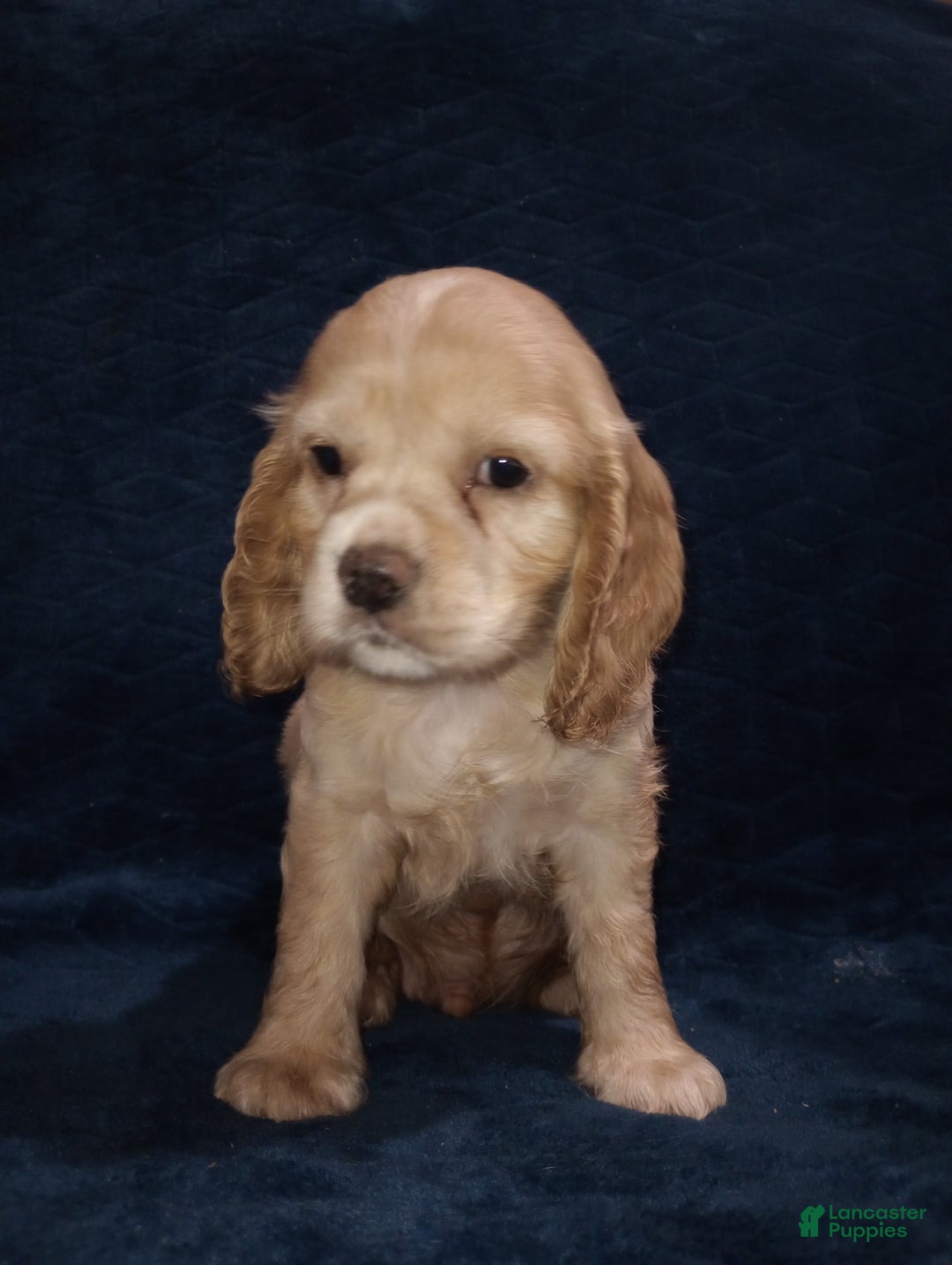 Cocker Spaniel dogs for sale: Marshmallow - Image 6