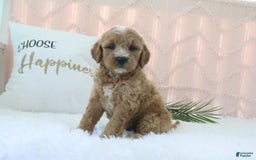  dogs for sale: Mini Goldendoodle 4 puppies - Image 5