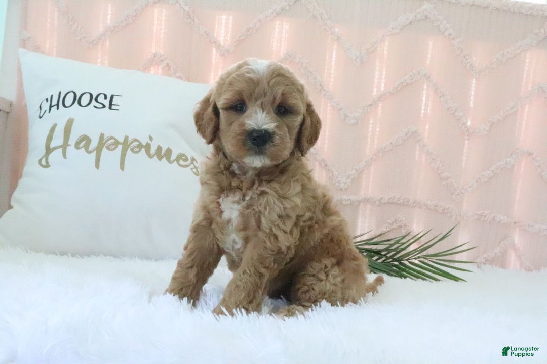  dogs for sale: Mini Goldendoodle 4 puppies - Image 5