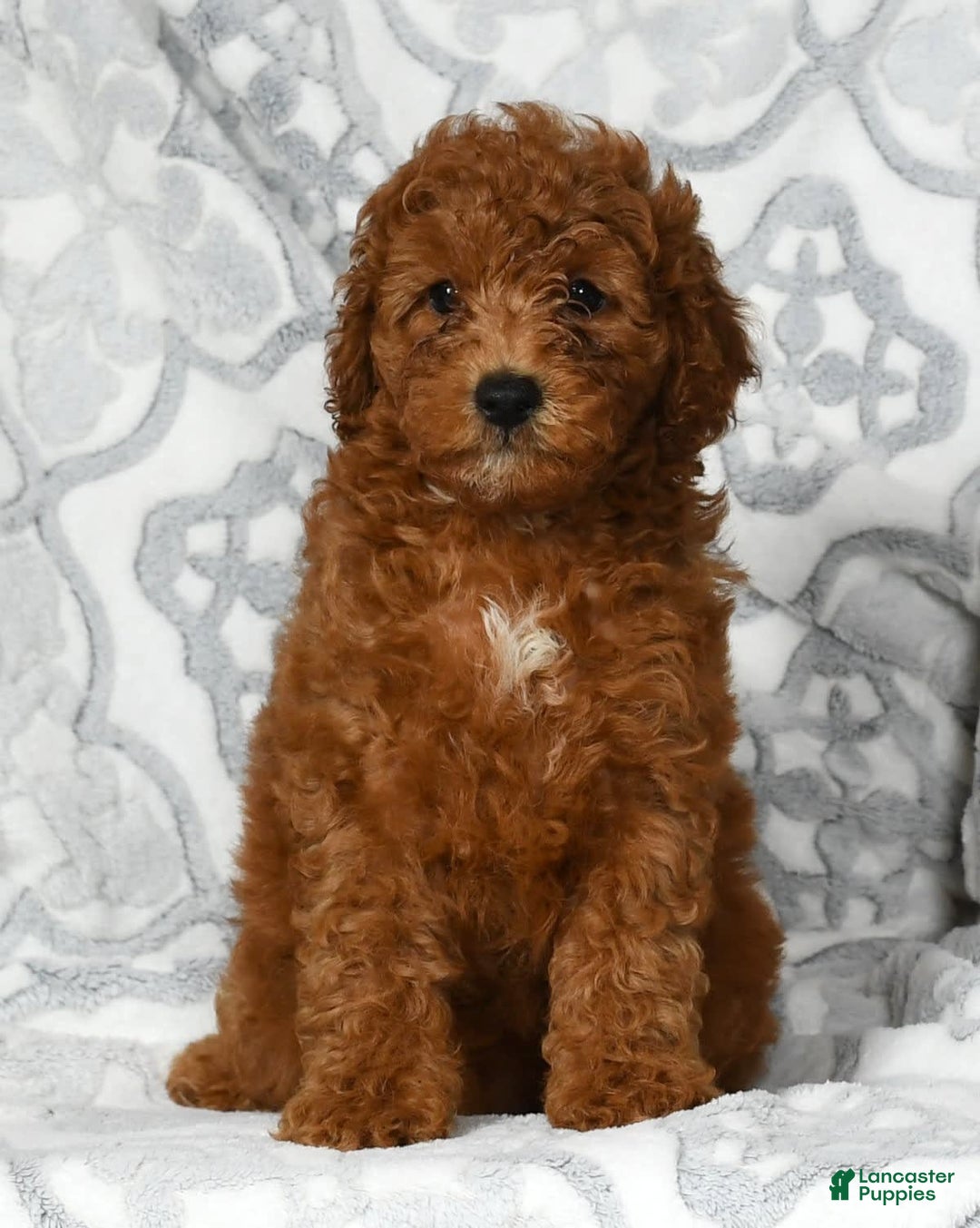 Mini Goldendoodle dogs for sale: Dixie - Image 3
