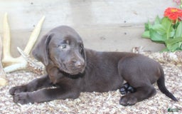 Labrador Retriever dogs for sale: Whinchester - Image 3