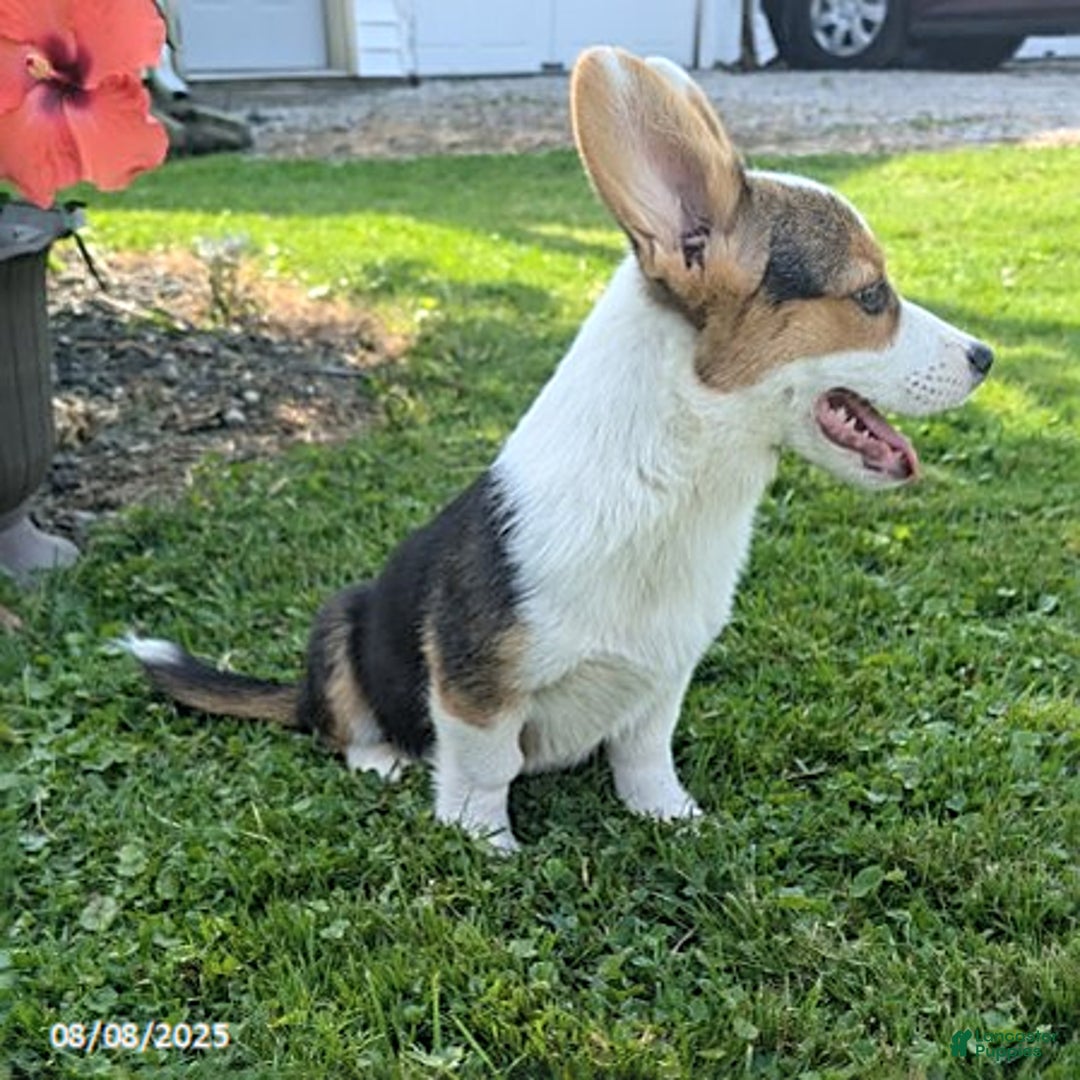Welsh Corgi Pembroke dogs for sale: Cooper - Image 8