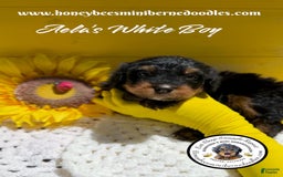 Mini Bernedoodle dogs for sale: Aelas White Boy - Image 14