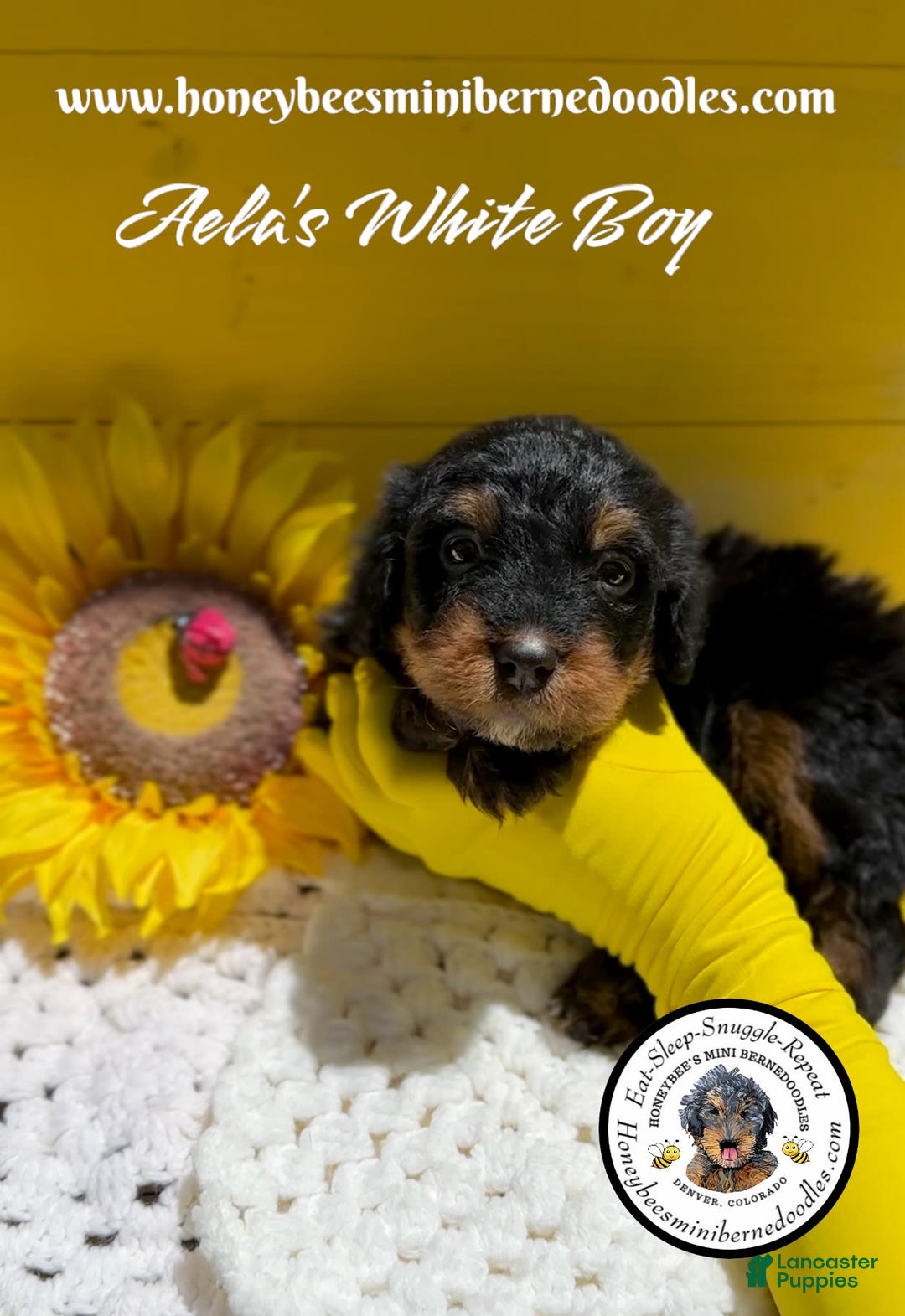Mini Bernedoodle dogs for sale: Aelas White Boy - Image 14