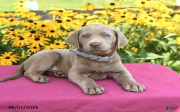 Labrador Retriever dogs for sale: Clover - Image 4