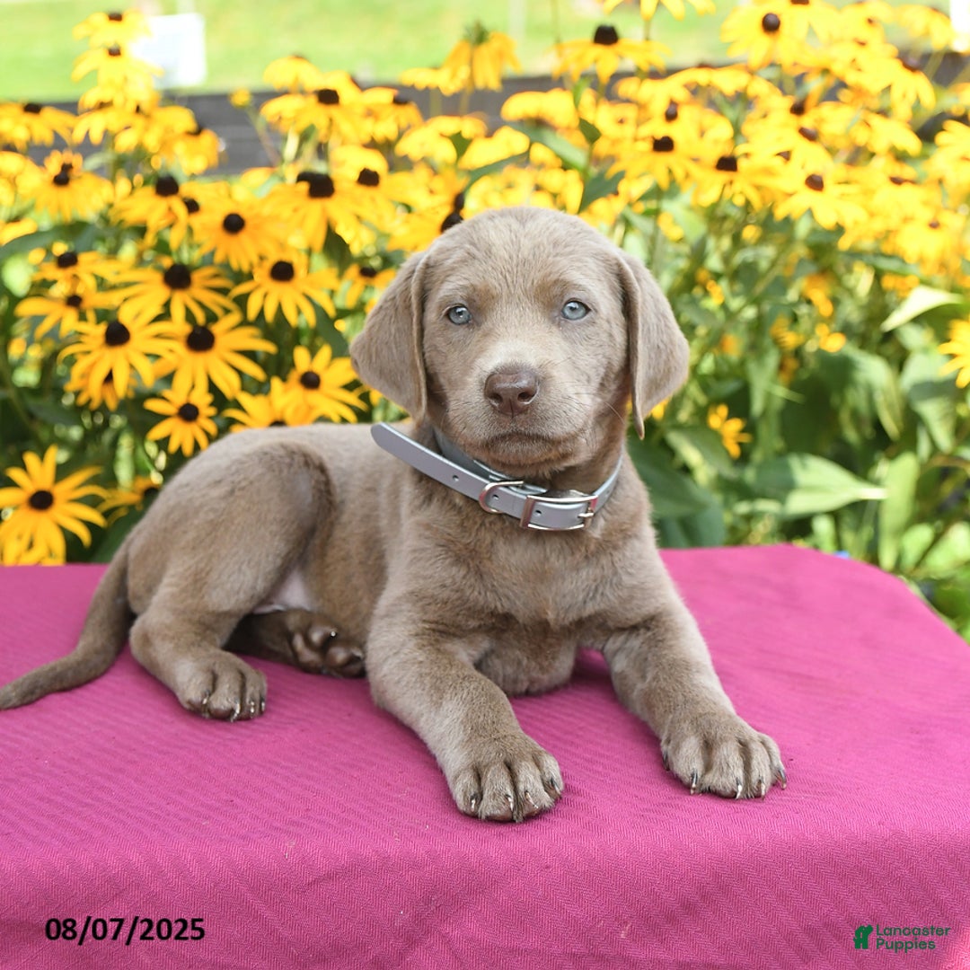 Labrador Retriever dogs for sale: Clover - Image 4