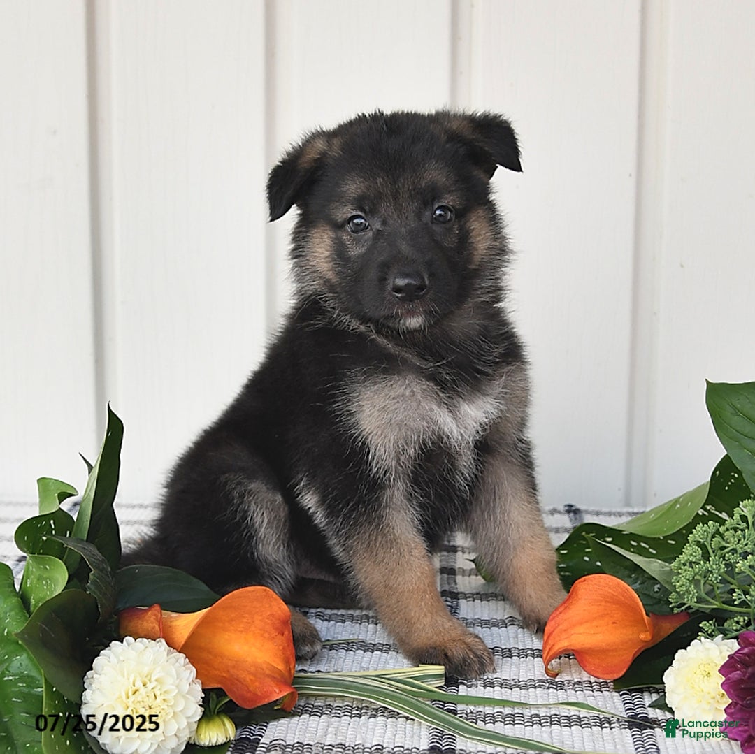 German Shepherd dogs for sale: Carson - Image 1