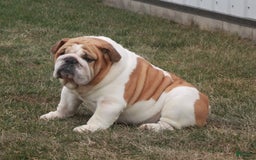 Beabull dogs for sale: Alex - Image 6