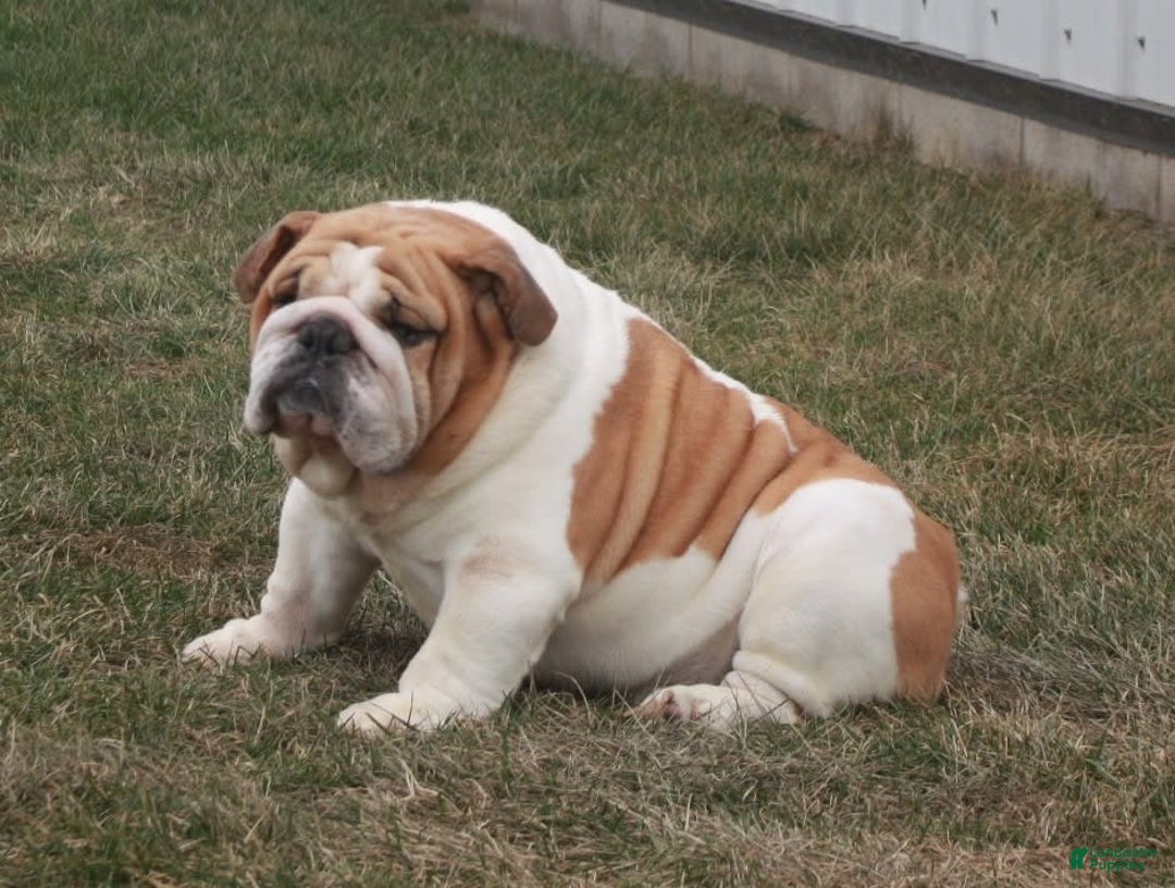 Beabull dogs for sale: Alex - Image 6