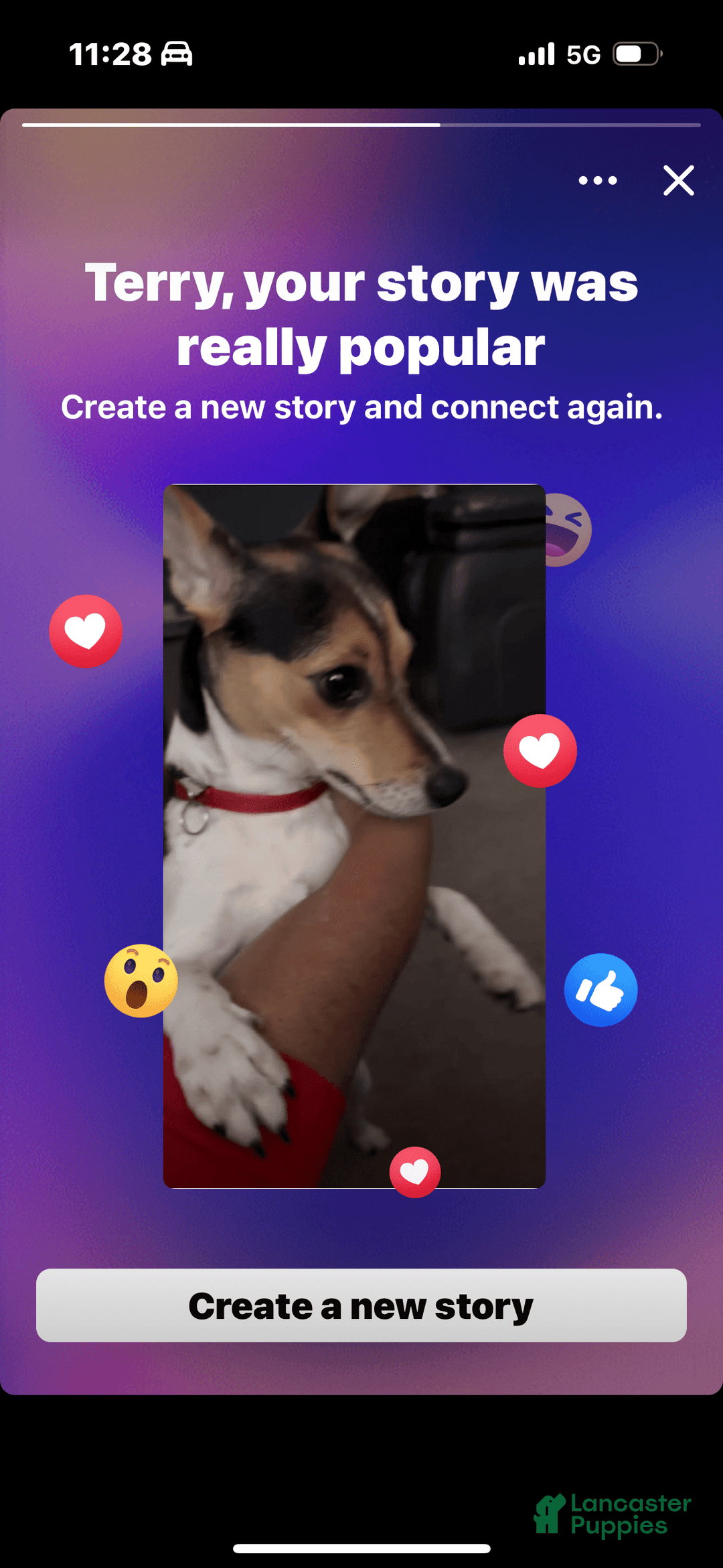 Jack Russell Terrier dogs for stud: Bandit - Image 2