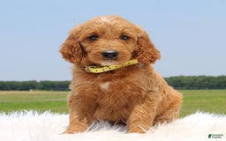 Irish Doodle dogs for sale: Vivi - Image 6