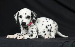 Dalmatian dogs for sale: Ivy - Image 1