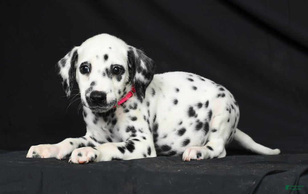 Dalmatian dogs for sale: Ivy - Image 1