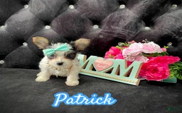 Yorkshire Terrier dogs for sale: Patrick Starr - Image 18