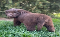 Newfoundland dogs for sale: Trudy - Image 4