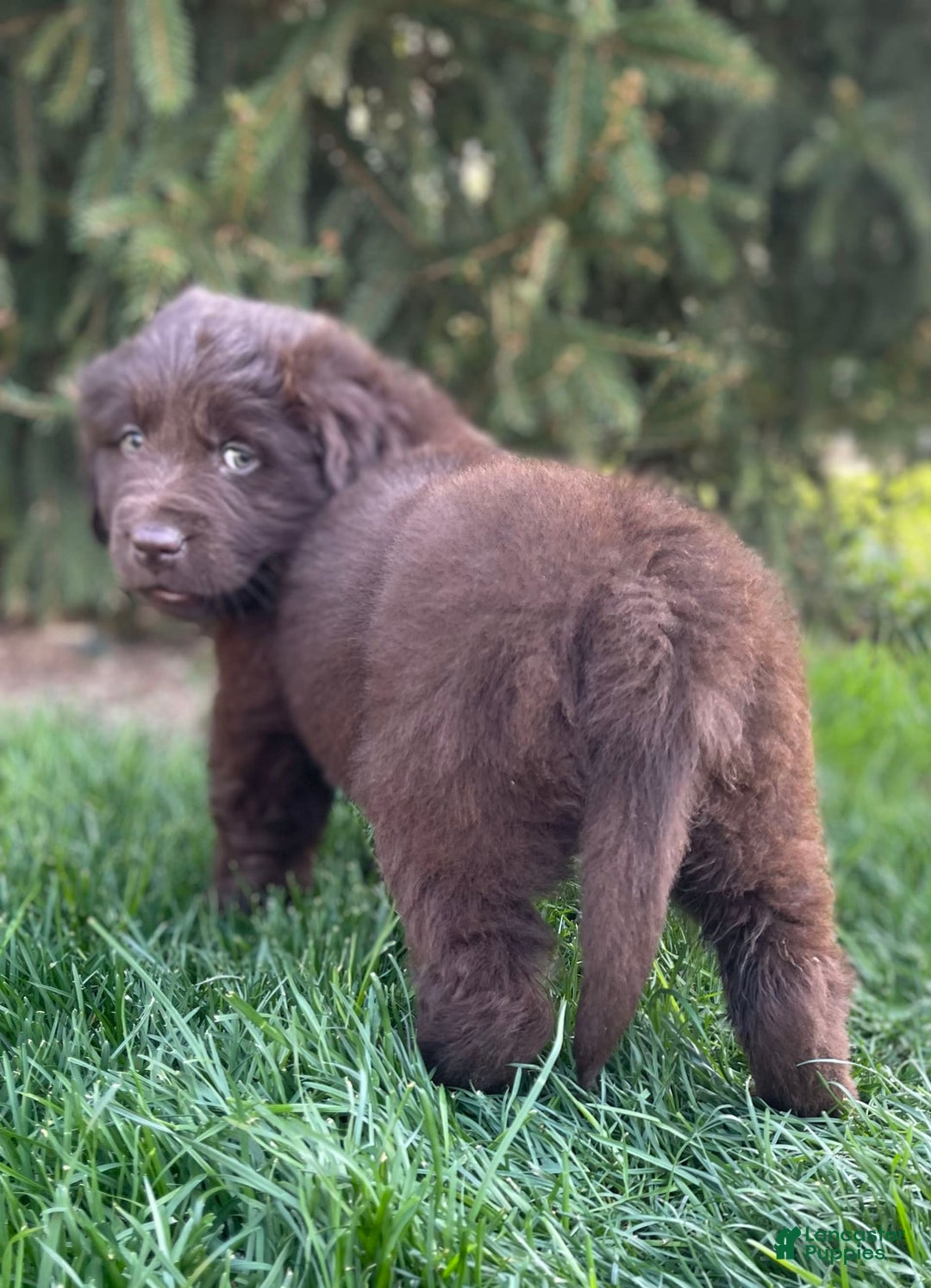 Newfoundland dogs for sale: Trudy - Image 4