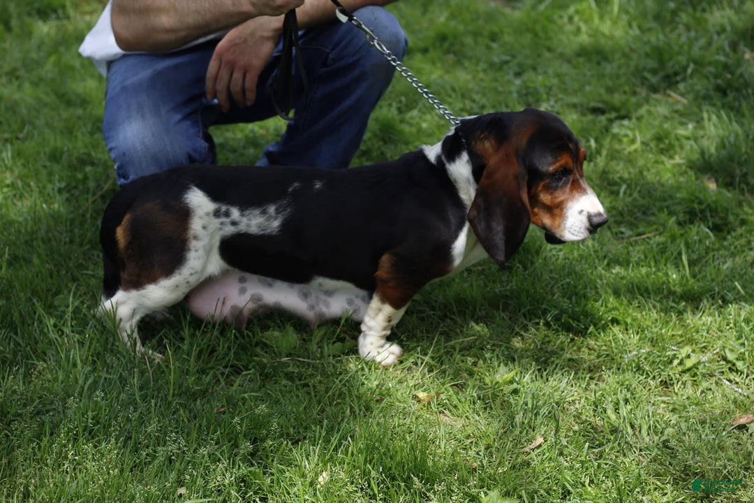 Basset Hound dogs for sale: Willie - Image 4