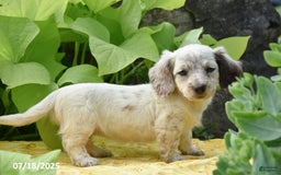 Miniature Dachshund dogs for sale: Kirsi - Image 2