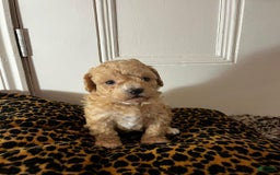Maltipoo dogs for sale: Harley - Image 3