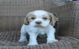 Cocker Spaniel dogs for sale: Rusty - Image 2