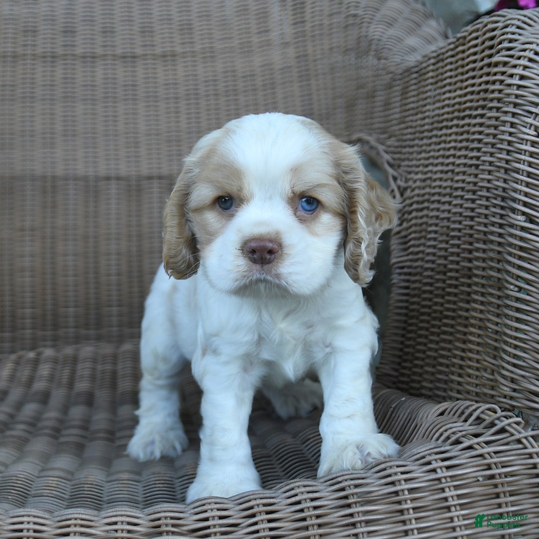 Cocker Spaniel dogs for sale: Rusty - Image 2