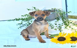 Miniature Pinscher dogs for sale: Evening Sun - Image 2