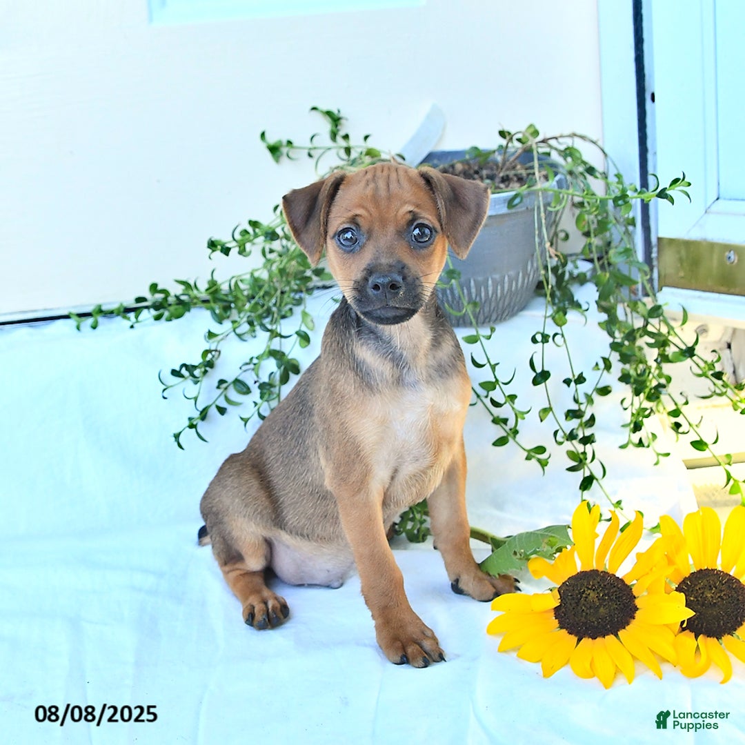 Miniature Pinscher dogs for sale: Evening Sun - Image 2