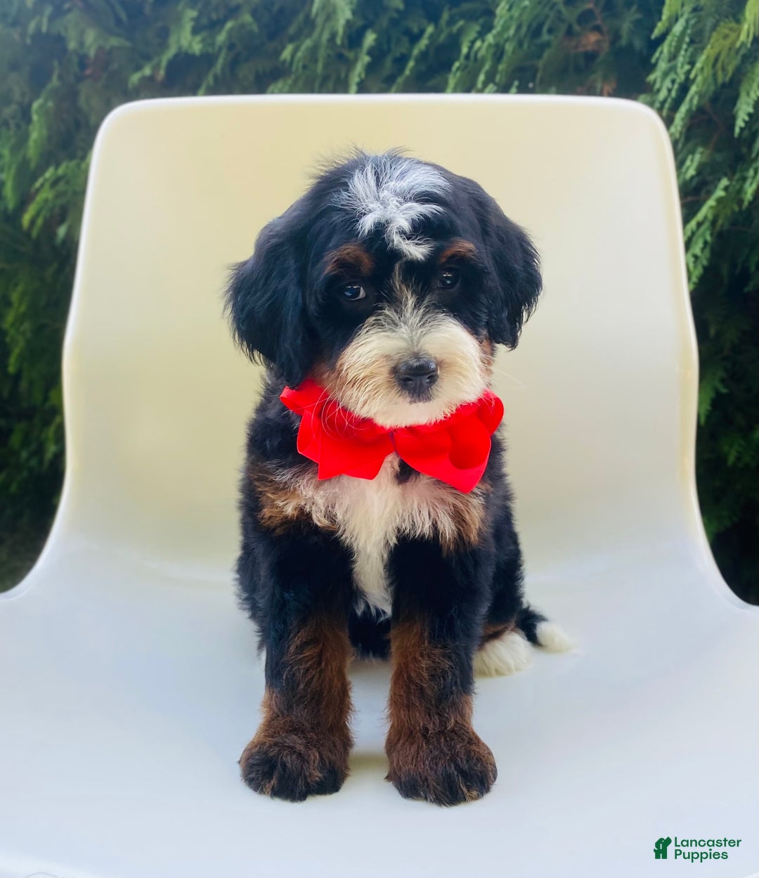 Bernedoodle dogs for sale: Anika - Image 1